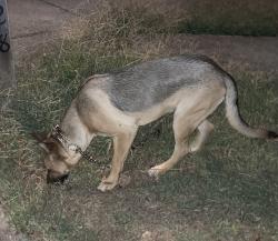 Found/Stray Unknown Dog last seen Huntington Ridge Drive and Bruce Wood, Nashville, TN 37211