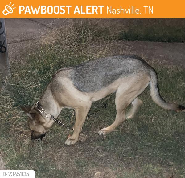 Found/Stray Unknown Dog last seen Huntington Ridge Drive and Bruce Wood, Nashville, TN 37211