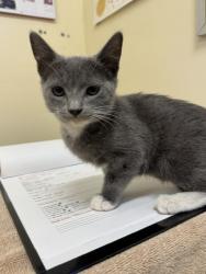 Shelter Stray Female Cat last seen SAN ANDREAS DR, 1950 Stevenson Blvd, Fremont, CA 94538, USA