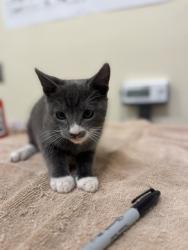 Shelter Stray Male Cat last seen SAN ANDREAS DR, 1950 Stevenson Blvd, Fremont, CA 94538, USA