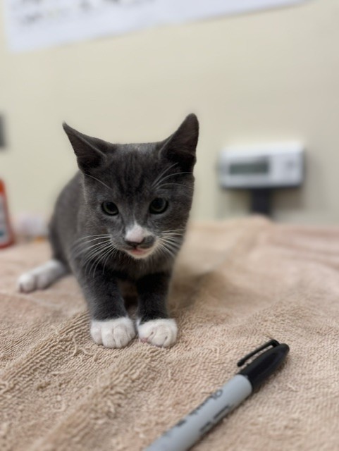 Shelter Stray Male Cat last seen SAN ANDREAS DR, 1950 Stevenson Blvd, Fremont, CA 94538, USA