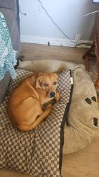 Lost Male Dog last seen Morris majestic, Morris, AL 35116