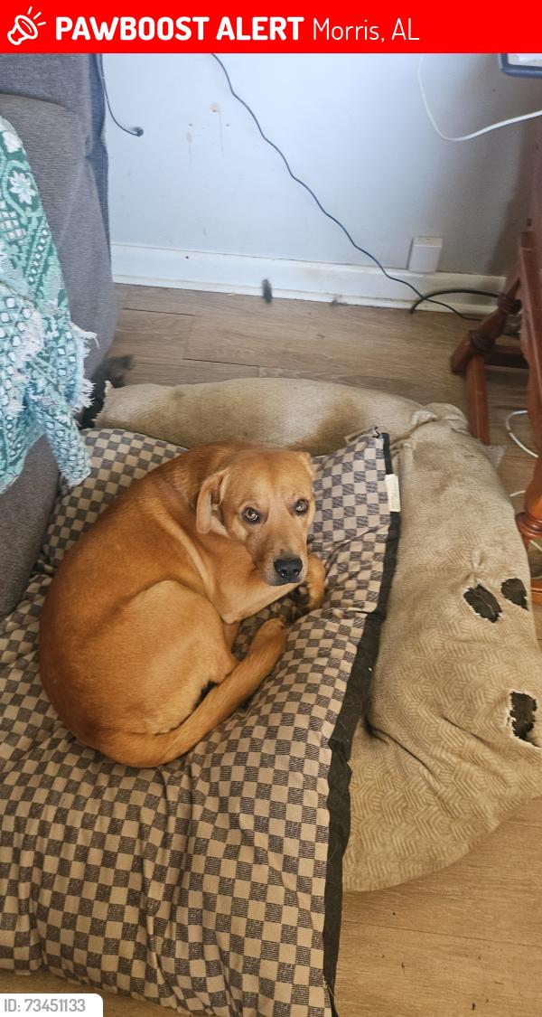 Lost Male Dog last seen Morris majestic, Morris, AL 35116