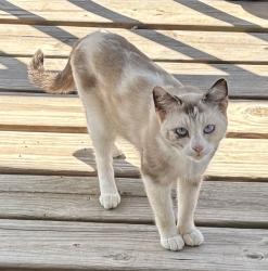Found/Stray Unknown Cat last seen Ridgecrest Mobile Park on South Walker Rd.(LA 447), Denham Springs, LA 70726