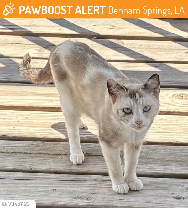 Found/Stray Unknown Cat last seen Ridgecrest Mobile Park on South Walker Rd.(LA 447), Denham Springs, LA 70726