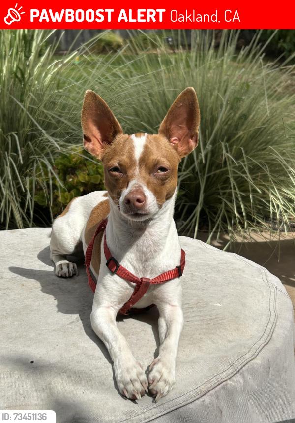 Lost Female Dog last seen San Leandro blvd, Oakland, CA 94621