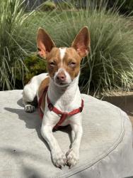 Lost Female Dog last seen San Leandro blvd, Oakland, CA 94621