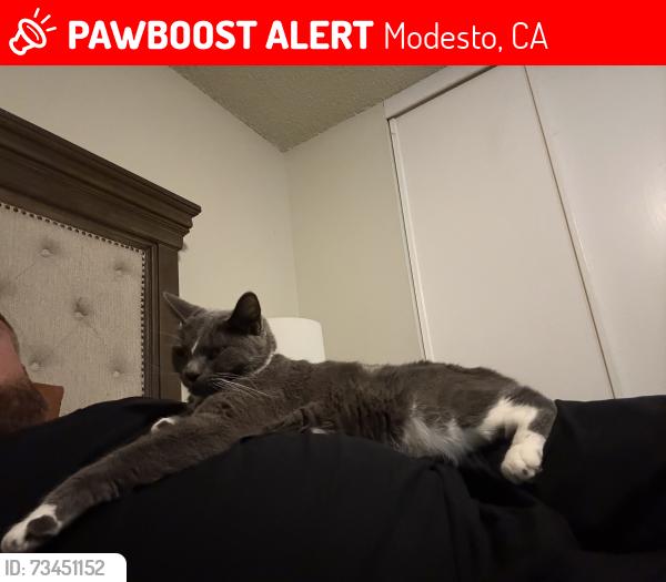 Lost Female Cat last seen Orangeburg, Modesto, CA 95355