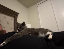 Lost Female Cat last seen Orangeburg, Modesto, CA 95355