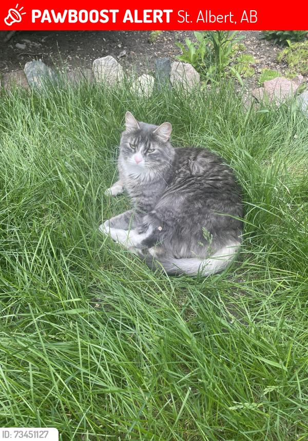Lost Male Cat last seen Near George Simpson school, St. Albert, AB 