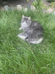 Lost Male Cat last seen Near George Simpson school, St. Albert, AB 