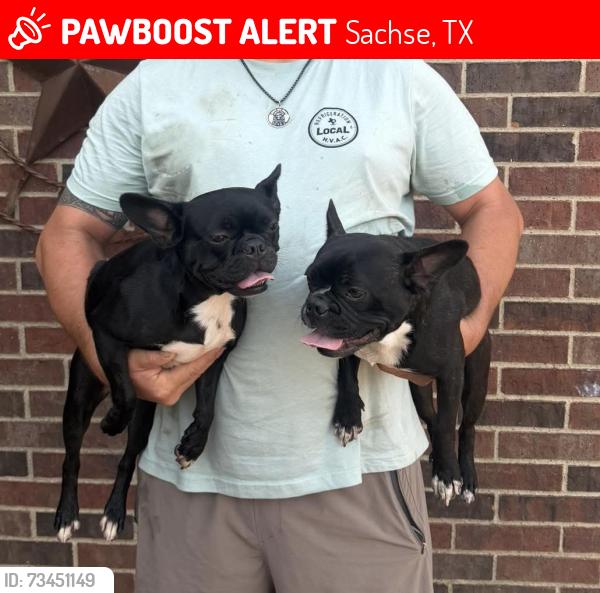 Lost Female Dog last seen Salmon st, Sachse, TX 75048
