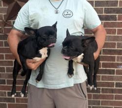 Lost Female Dog last seen Salmon st, Sachse, TX 75048