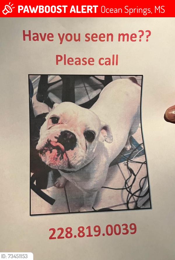 Lost Female Dog last seen Behind goodwill in ocean springs ms, Ocean Springs, MS 39564