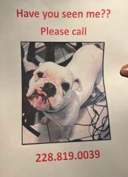 Lost Female Dog last seen Behind goodwill in ocean springs ms, Ocean Springs, MS 39564