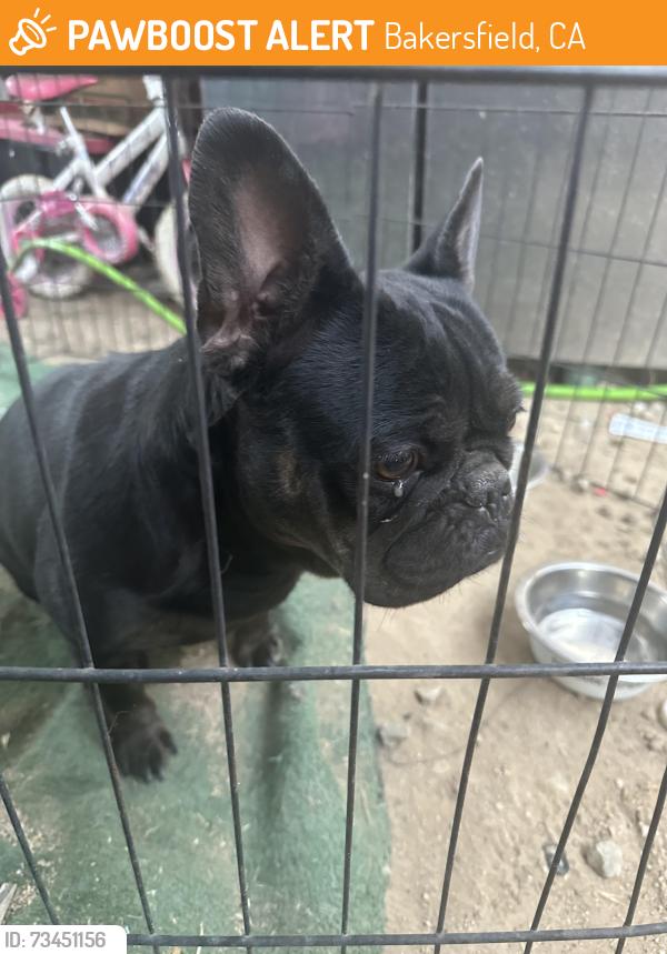 Found/Stray Female Dog last seen Jefferson St & Williams St 93305, Bakersfield, CA 93305