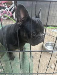 Found/Stray Female Dog last seen Jefferson St & Williams St 93305, Bakersfield, CA 93305
