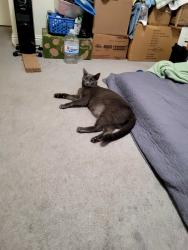 Lost Male Cat last seen Between Solstice ave and pinnacle aves, Merced, CA 95348