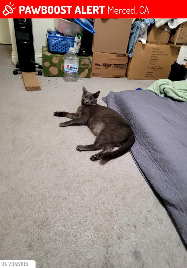 Lost Male Cat last seen Between Solstice ave and pinnacle aves, Merced, CA 95348