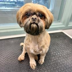 Shelter Stray Female Dog last seen 98th Ave close to McDonald's, Oakland, CA, 1101 29th Ave, Oakland, CA 94601, USA