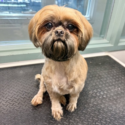 Shelter Stray Female Dog last seen 98th Ave close to McDonald's, Oakland, CA, 1101 29th Ave, Oakland, CA 94601, USA