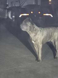 Found/Stray Unknown Dog last seen Union Avr, Bakersfield, CA 93307