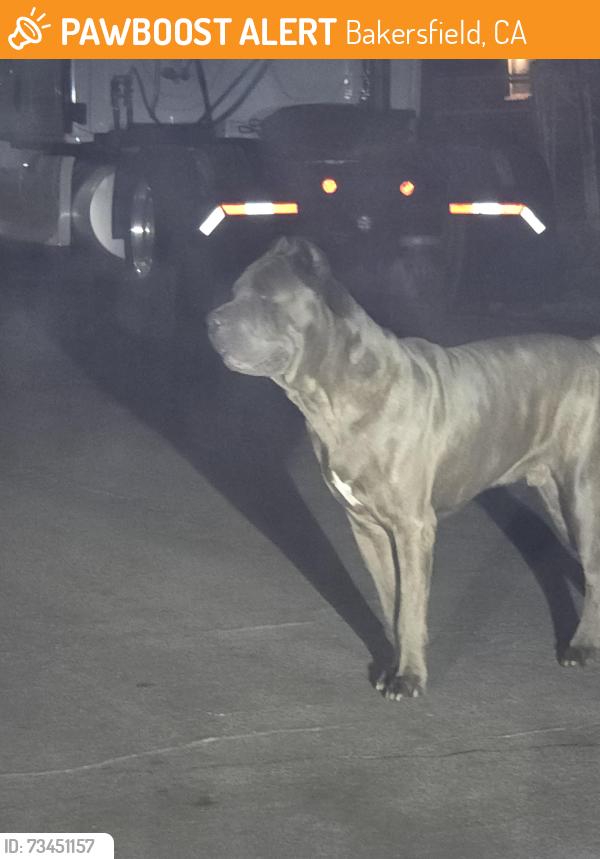 Found/Stray Unknown Dog last seen Union Avr, Bakersfield, CA 93307