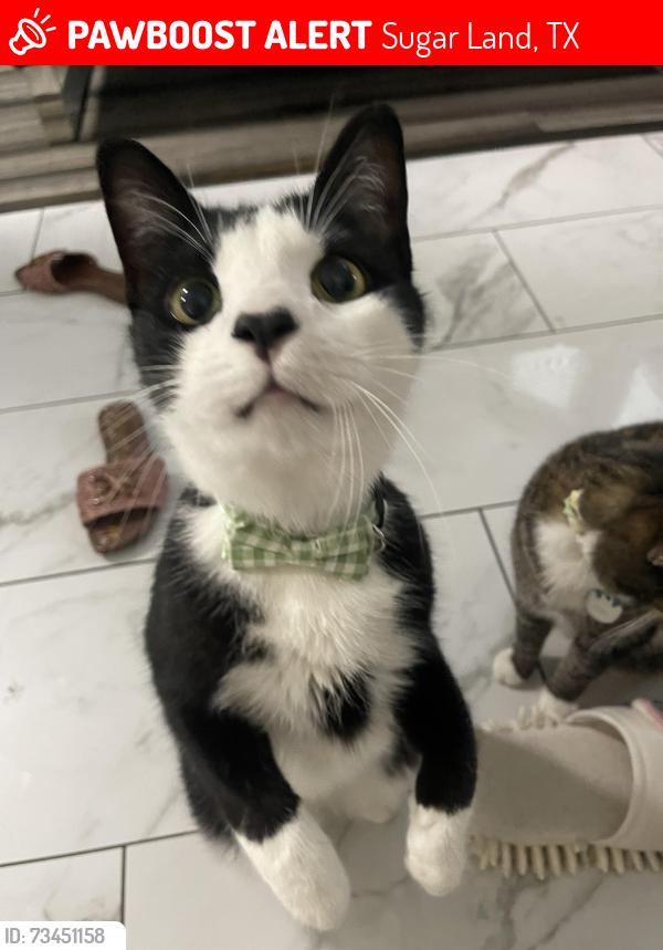 Lost Male Cat last seen Lake Woodbridge Drive, Sugar Land, TX 77498