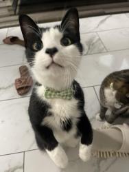 Lost Male Cat last seen Lake Woodbridge Drive, Sugar Land, TX 77498