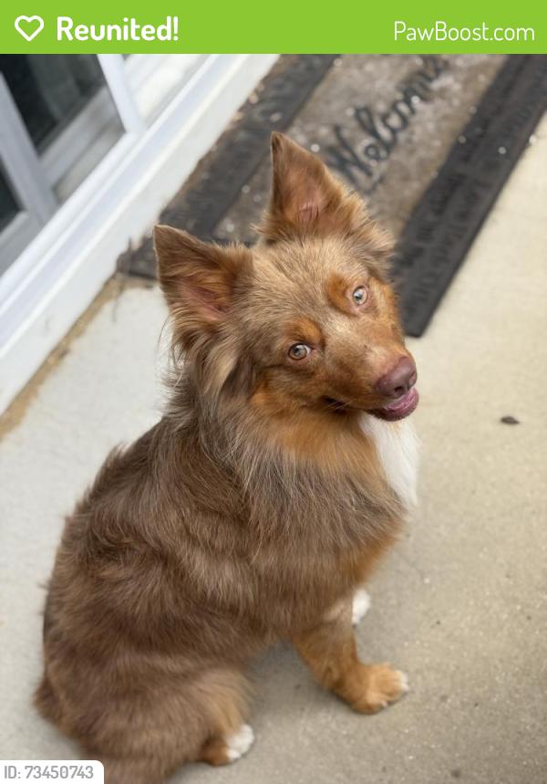 Reunited Male Dog last seen Near the street gum road by the holiday inn, Chesapeake, VA 23321