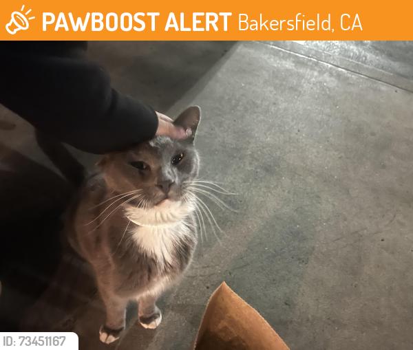 Found/Stray Unknown Cat last seen Near Chick Fil A, Bakersfield, CA 93312