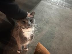 Found/Stray Unknown Cat last seen Near Chick Fil A, Bakersfield, CA 93312