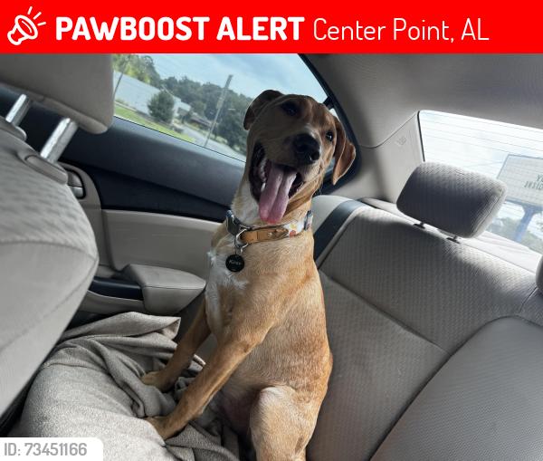 Lost Male Dog last seen Near 2nd Pl nw center point al 35215, Center Point, AL 35215
