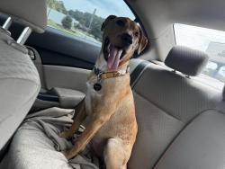 Lost Male Dog last seen Near 2nd Pl nw center point al 35215, Center Point, AL 35215