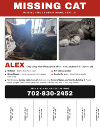 Lost Male Cat last seen Hunter Woods apmts, Murray, UT 84123