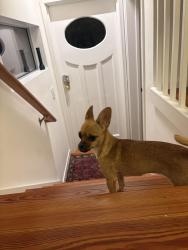 Found/Stray Female Dog last seen Market and Larkin, San Francisco, CA 94102