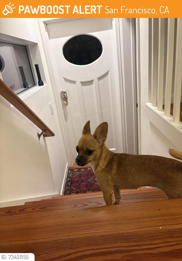 Found/Stray Female Dog last seen Market and Larkin, San Francisco, CA 94102
