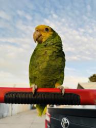 Lost Male Bird last seen Whittier, Whittier, CA 90605