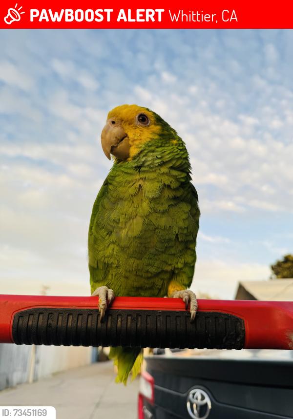 Lost Male Bird last seen Whittier, Whittier, CA 90605