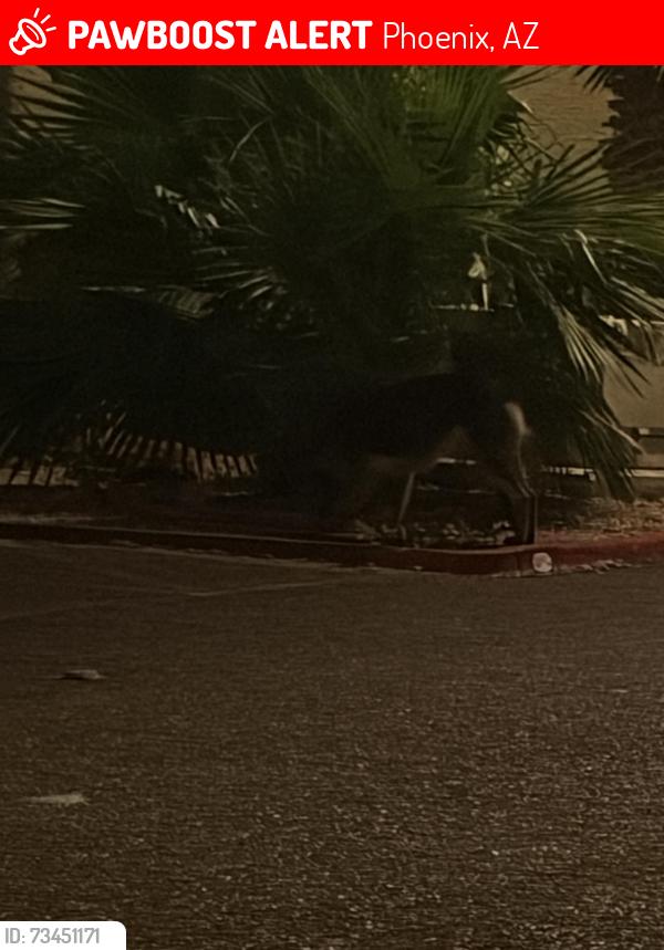 Lost Unknown Dog last seen Inside an apmt complex, Phoenix, AZ 85031
