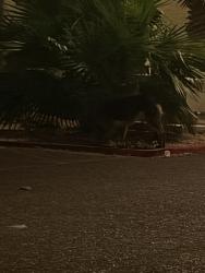 Lost Unknown Dog last seen Inside an apmt complex, Phoenix, AZ 85031