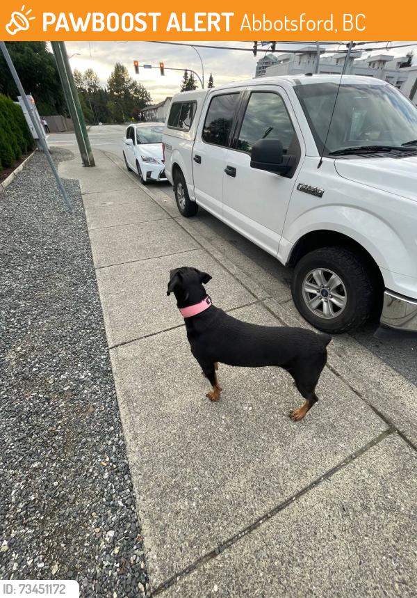 Found/Stray Female Dog last seen Ware street and Bourquin cresent, Abbotsford, BC 