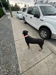 Found/Stray Female Dog last seen Ware street and Bourquin cresent, Abbotsford, BC 