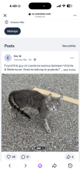 Lost Male Cat last seen Last known whereabouts was someone had taken him in and has yet to resurface, Kitchener, ON 