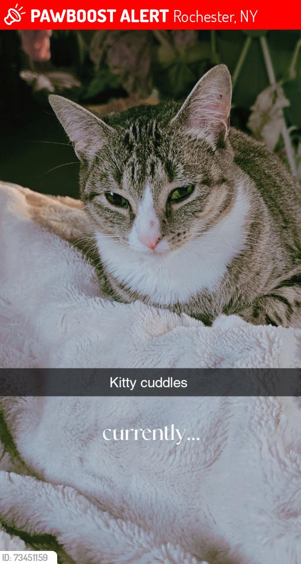 Lost Female Cat last seen Across from the Greece Ridge Mall, Rochester, NY 14626