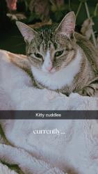 Lost Female Cat last seen Across from the Greece Ridge Mall, Rochester, NY 14626