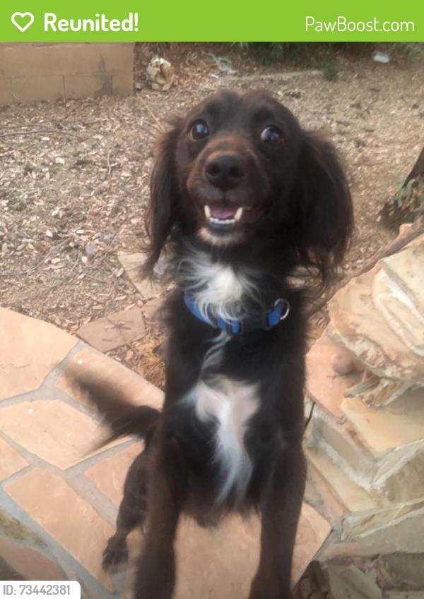 Reunited Male Dog last seen 36th way E Hearn rd (posted on the neighborhood app) (left his hse on 40th st and thunderbird by fry’s), Phoenix, AZ 85032