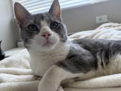 Lost Male Cat last seen Crystal ave, South Elgin, IL 60177