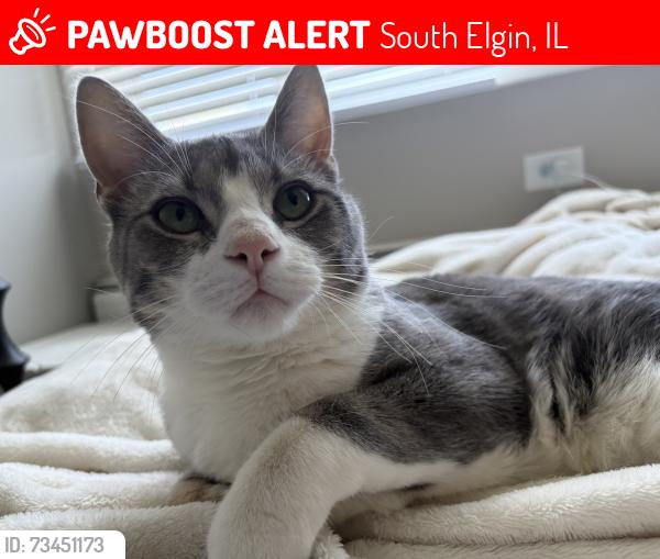 Lost Male Cat last seen Crystal ave, South Elgin, IL 60177