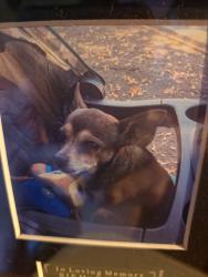 Lost Female Dog last seen Bowers and monroe, Santa Clara, CA 95051